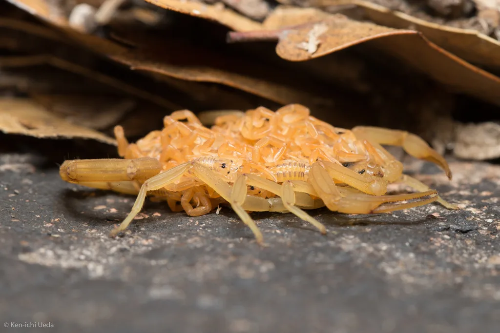 Arizona bark scorpion mother carrying babies on her back