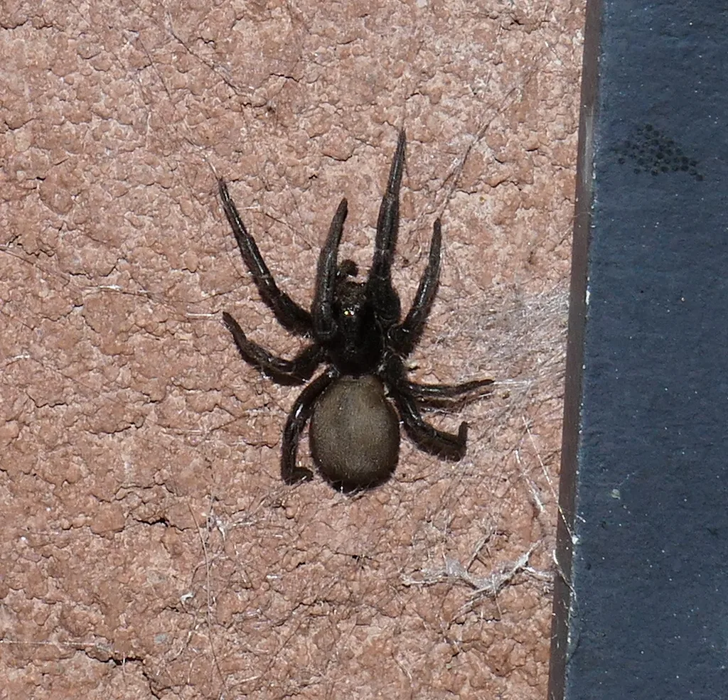 Velvety black female Arizona black hole spider, a crevice weaver, on a wall in Pima County, Arizona