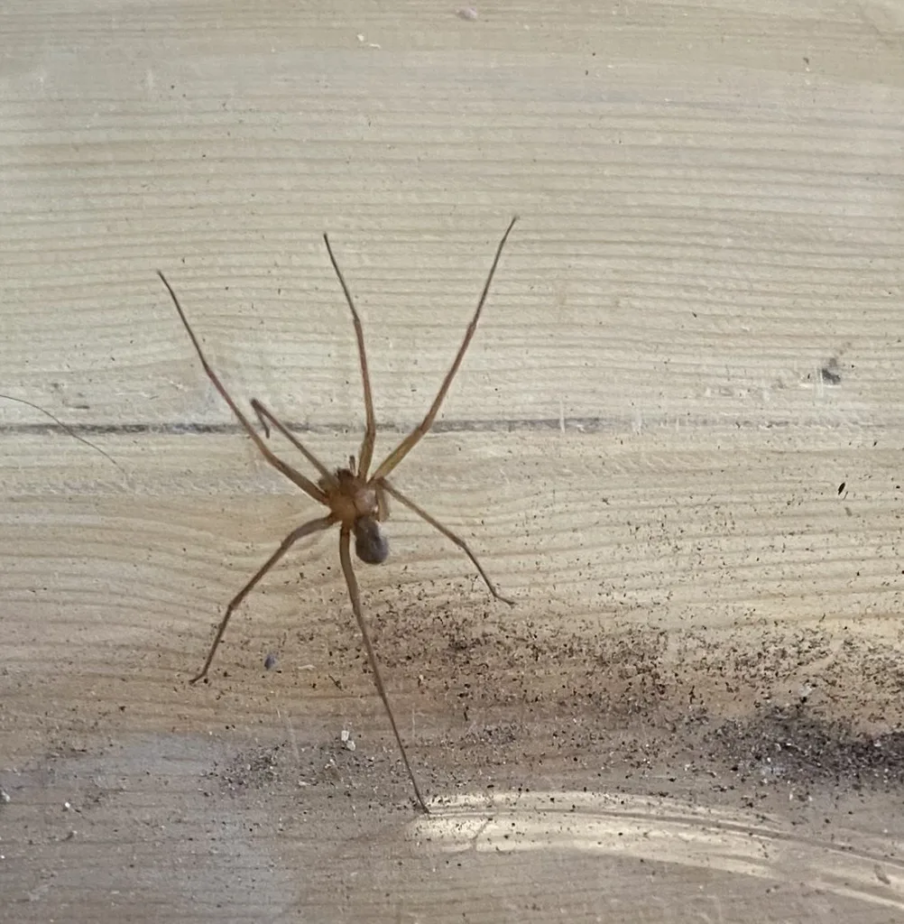 Arizona recluse spider on a wooden surface