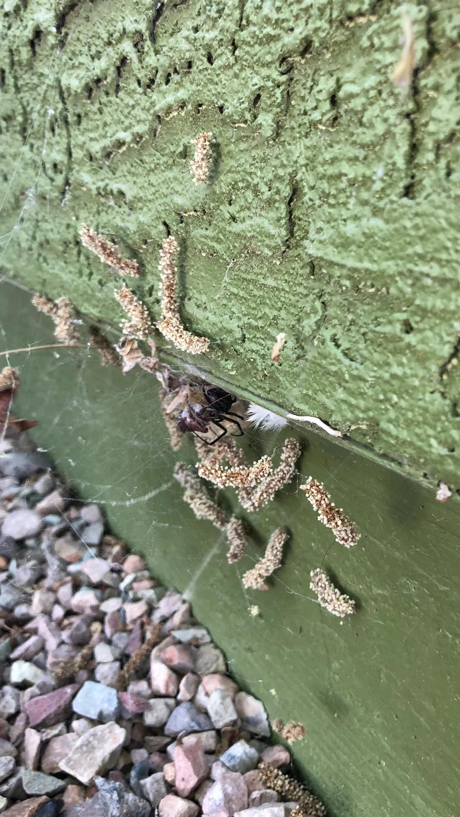 Western black widow spider with egg sacs photographed by Hydra Pest Control in Arizona