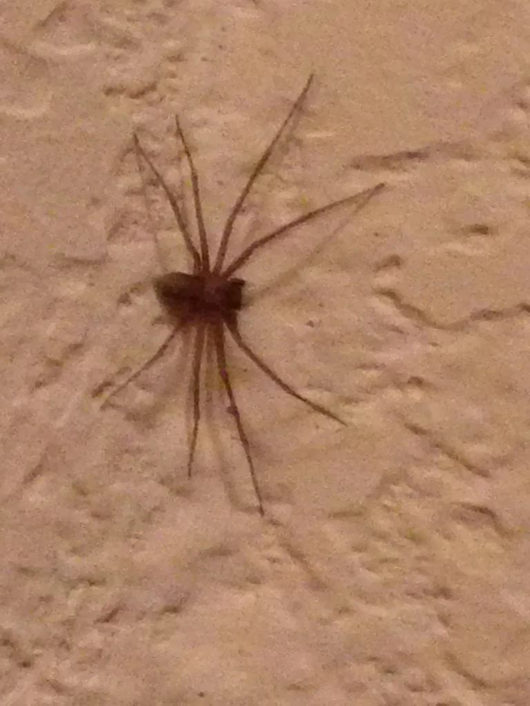 Brown recluse spider photographed outside Arizona, shown for comparison