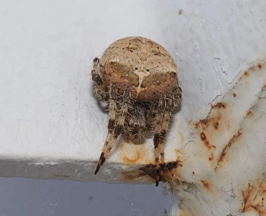 Round tan cat faced spider with two humps on its abdomen on a building in North Rim, Arizona