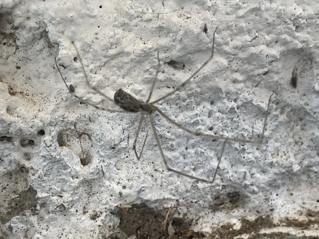 Marbled cellar spider, a daddy longlegs spider, with very long thin legs on a stucco wall in Glendale, Arizona