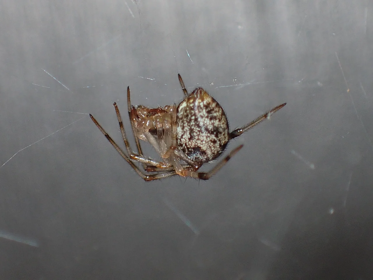 Common house spider with a mottled round abdomen and banded legs hanging in its web