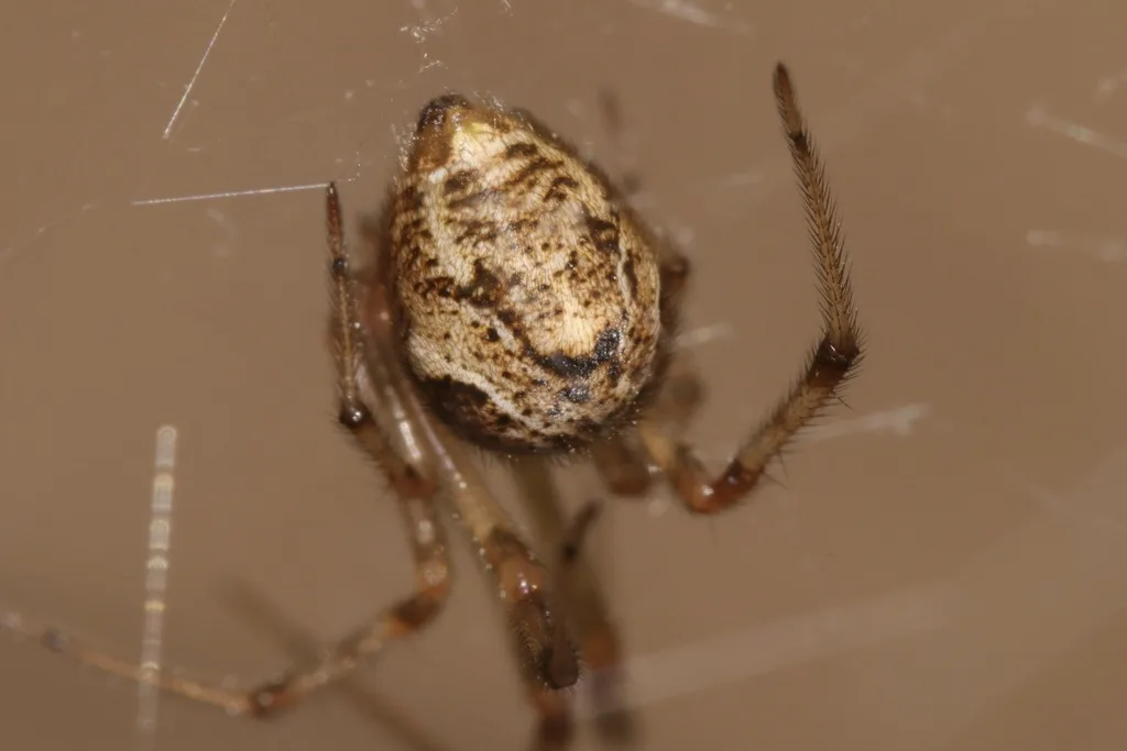Common house spider with a tan, rounded, mottled abdomen hanging in its web