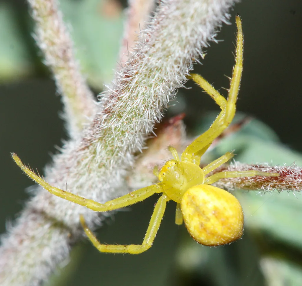 Yellow crab spider with its front legs held out like a crab on a plant stem in Maricopa County, Arizona