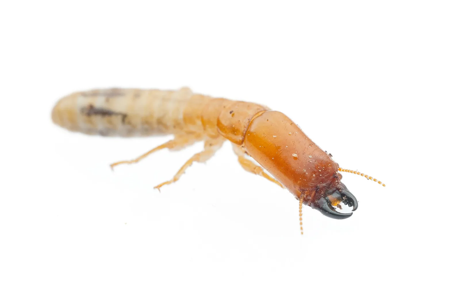 Desert dampwood termite soldier with a dark plug-shaped head