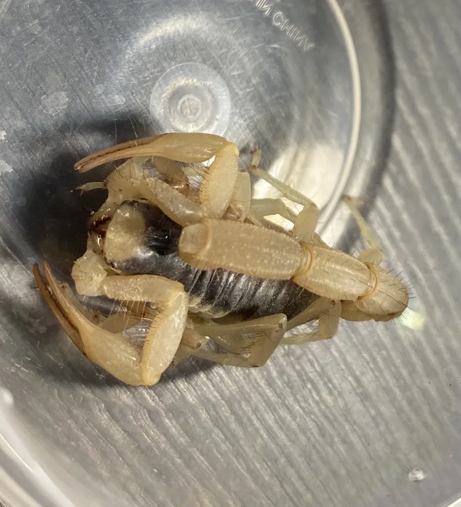 Giant desert hairy scorpion, large and tan with hairy tail