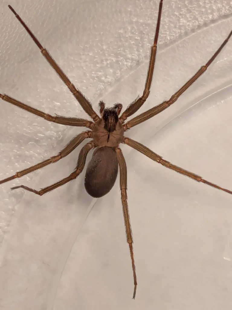 Desert recluse spider, tan with long legs, on a light wall in Arizona