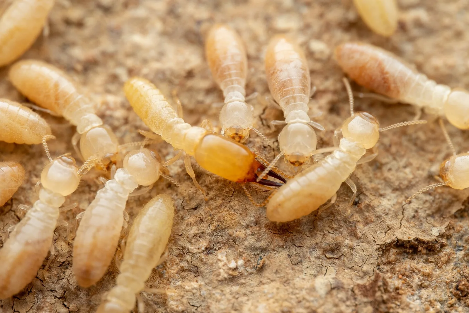 Desert subterranean termite workers and a soldier with a long yellow head on soil