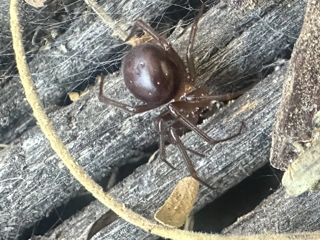 Female false black widow with a glossy purplish brown round abdomen and no red hourglass, in its web