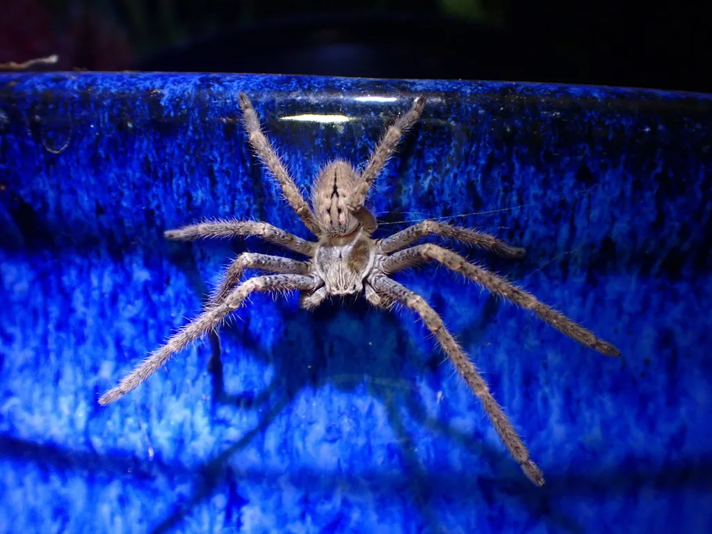 Large tan giant crab spider, also called a huntsman spider, on a blue pot in Tucson, Arizona
