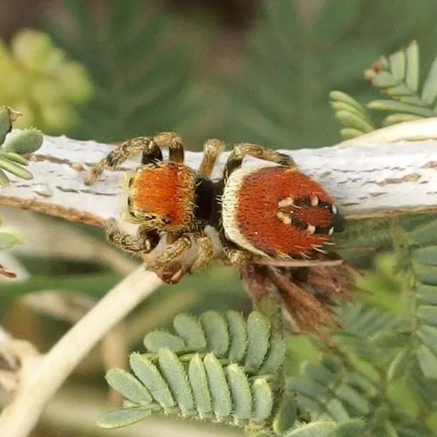 Apache jumping spider with a bright orange red abdomen and black legs on a branch in Santa Cruz County, Arizona