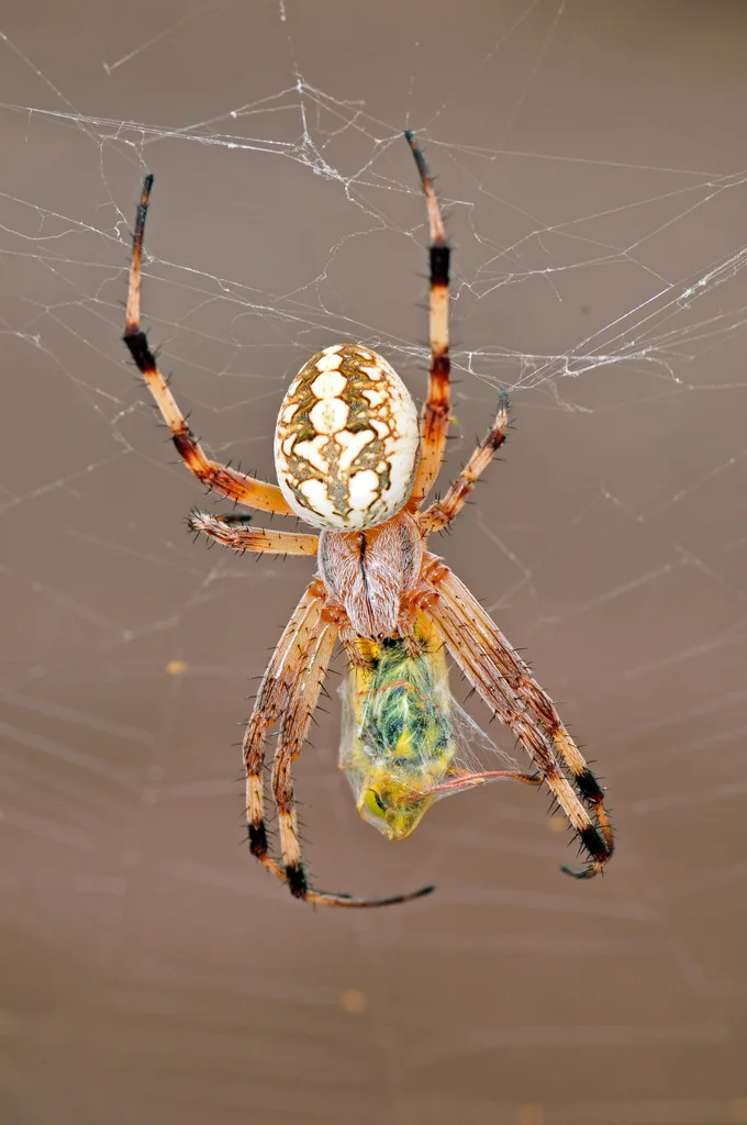 Western spotted orbweaver hanging in the center of its round web at Kofa National Wildlife Refuge, Arizona