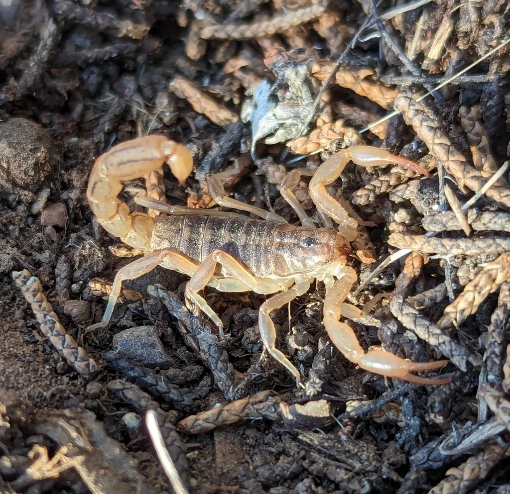 Stripe-tailed scorpion on leaf litter, with dark stripes under the tail