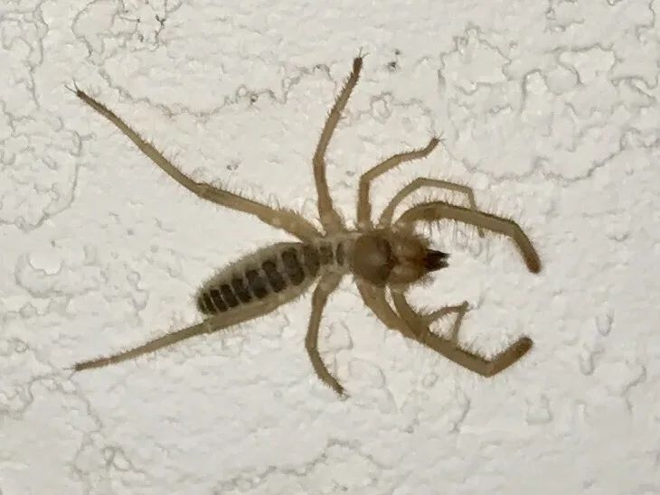 Tan sun spider, also called a solpugid or wind scorpion, on a stucco wall in Sierra Vista, Arizona