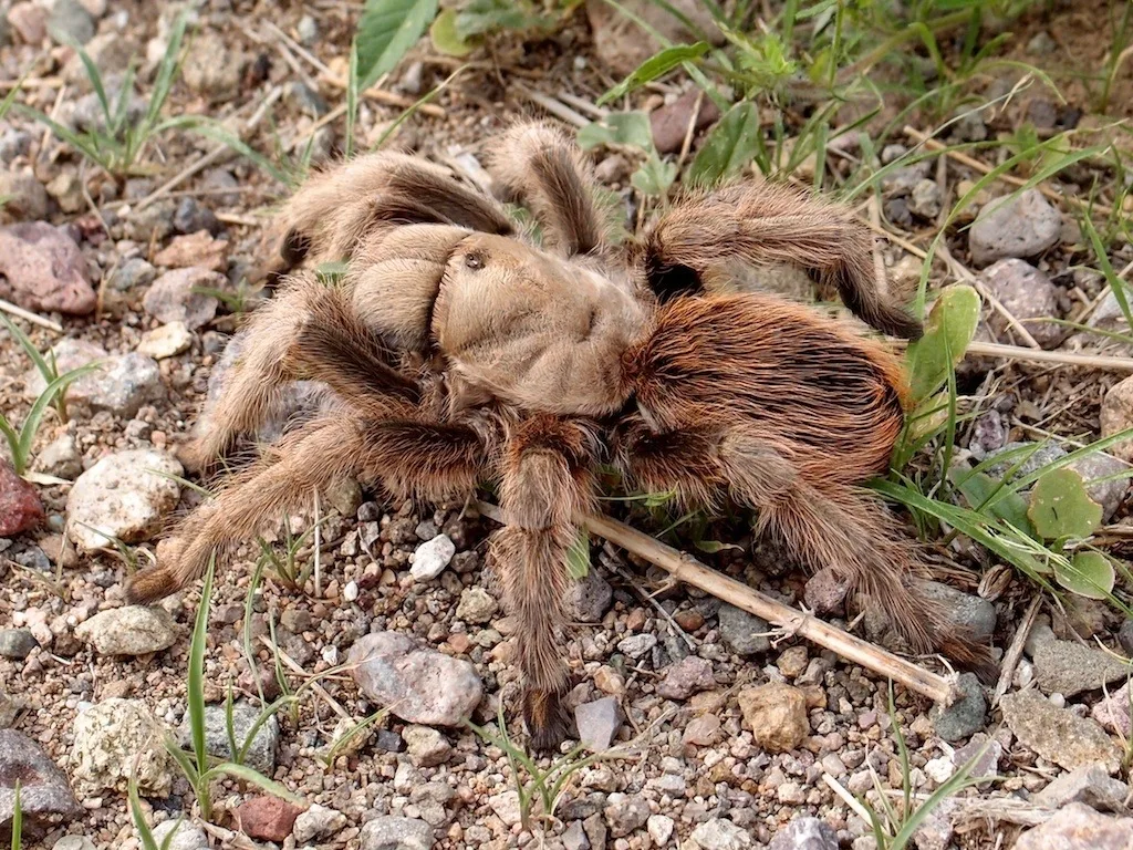 Desert blonde tarantula walking on rocky ground in Arizona