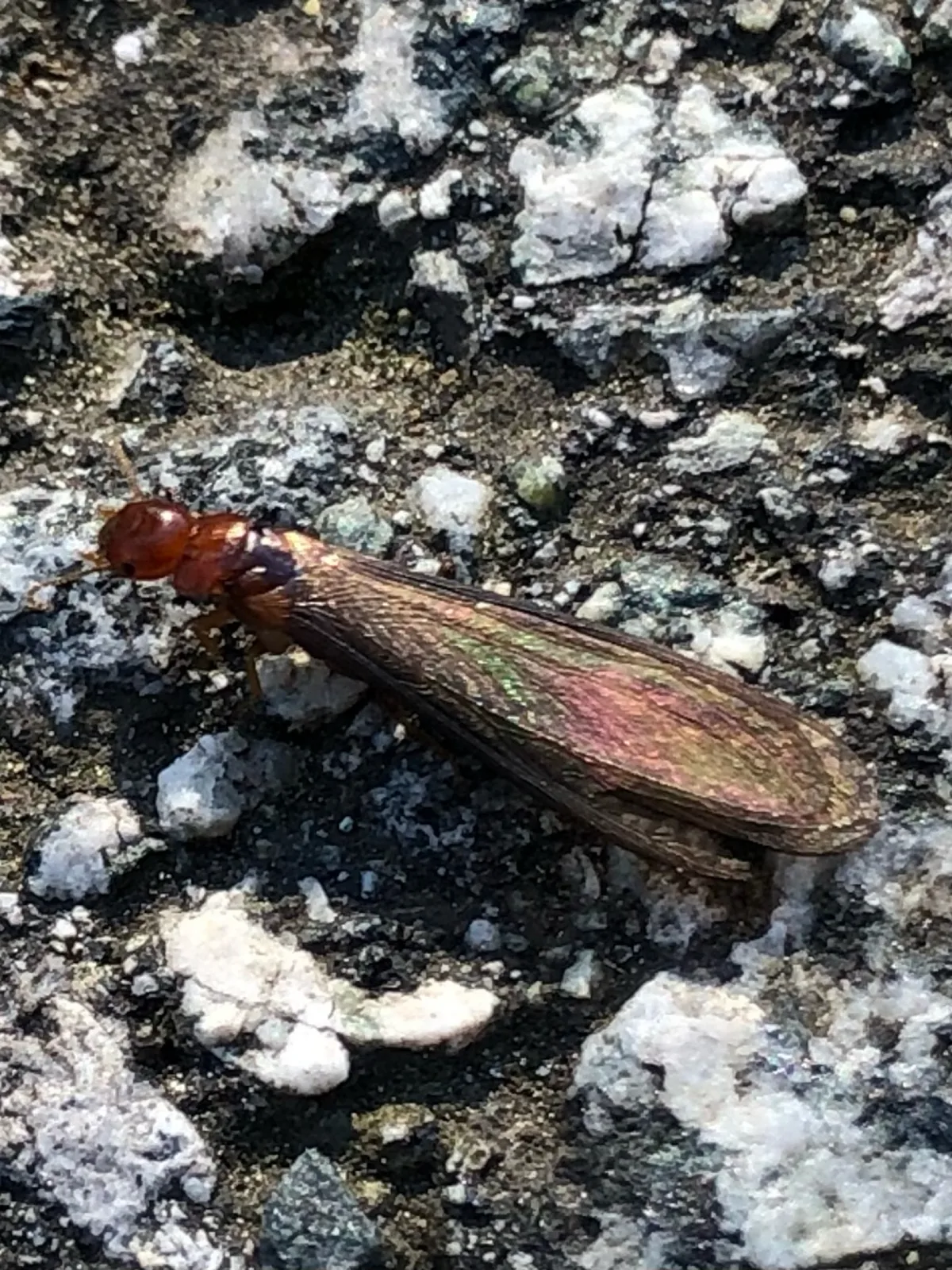 Western drywood termite swarmer with reddish head and dark smoky wings