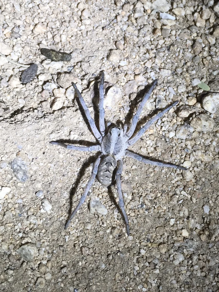 Large gray wolf spider on gravel at night