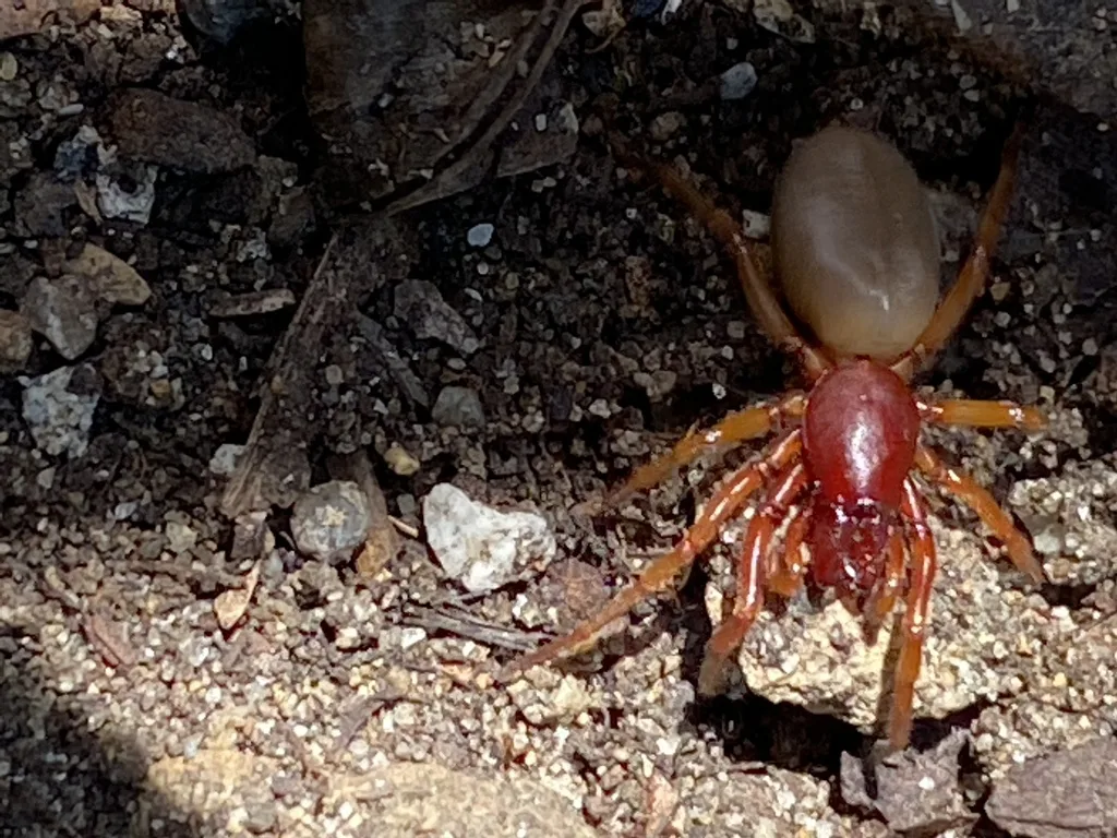 Woodlouse spider with a reddish orange front body and legs and a pale abdomen on soil